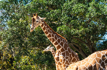giraffe in the zoo
