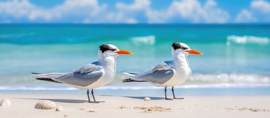 Beach birds of royalty