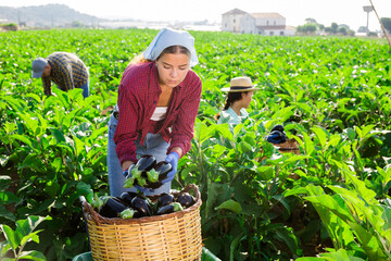 Young woman farmer harvesting crop of ripe purple eggplants on farm field on sunny summer day.