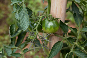 Green tomatoes in a garden