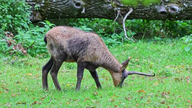Apennine chamois, Rupicapra pyrenaica ornata, is living in the Abruzzo-Lazio-Molise National Park in Italy and the Pyrenees in Spain