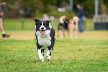 Portrait of a Border Collie running in the dog park