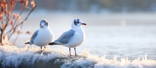 Winter plumage of non breeding adult Black Headed Gulls on frozen pond - obrazy, fototapety, plakaty