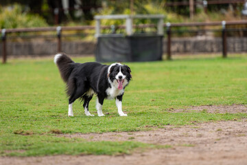 Naklejka na ściany i meble Portrait of a Border Collie running in the dog park