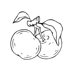 Linear botanical sketch with fruits and leaves of an apple tree.Vector graphics.