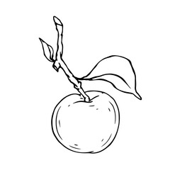 Linear botanical sketch with fruits and leaves of an apple tree.Vector graphics.