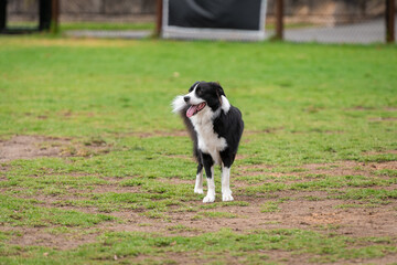 Naklejka na ściany i meble Portrait of a Border Collie running in the dog park