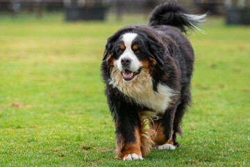 Portrait of a Bernese Mountain dog running in the dog park