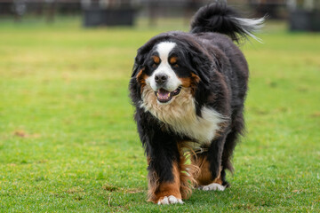 Portrait of a Bernese Mountain dog running in the dog park