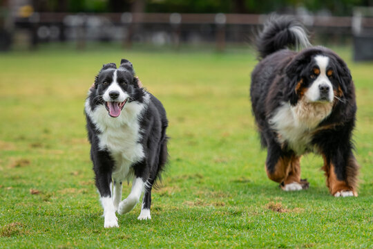 Border collie and Bernese Mountain dog running and playing in the park