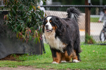 Portrait of a Bernese Mountain dog in the dog park