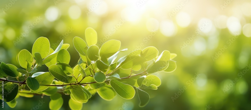 Poster blurred green light and natural abstract with soft shiny bokeh circle in yellow and orange ideal for