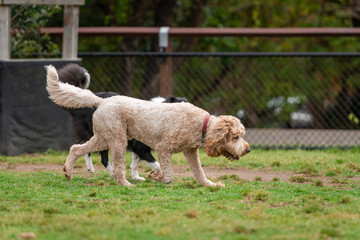 Dogs of mix breeds play in the park