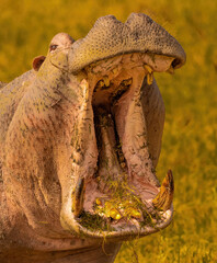 Hippo with mouth open