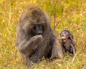 Olive Baboon mother with baby