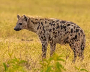 Schilderijen op glas Spotted Hyena standing in grass © Tom