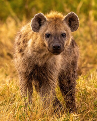 Spotted Hyena 