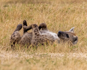 Spotted Hyena laying in grass