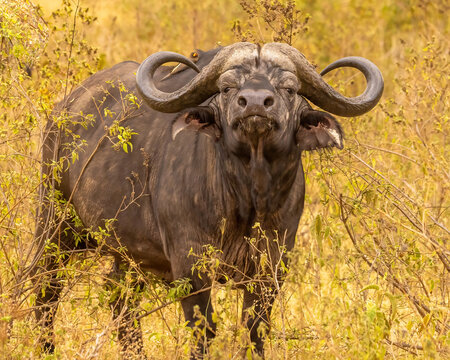 Cape Buffalo standing in grass