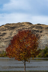 Vibrant autumn maple tree surrounded by the Columbia River, hills and autumn foliage.
