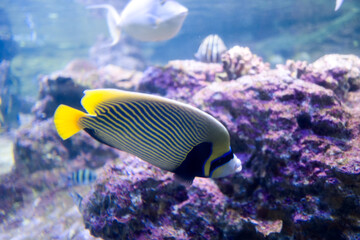 Fototapeta na wymiar Fish and marine fauna at the Genoa aquarium