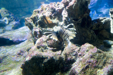 Fish and marine fauna at the Genoa aquarium