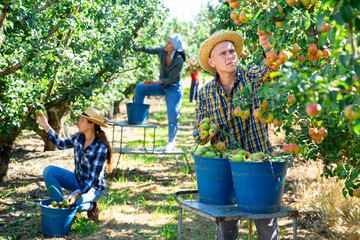 Young adult man farmer with group of seasonal workers picking ripe organic pears in orchard