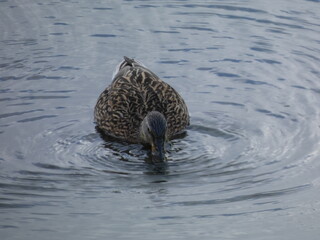 great crested grebe