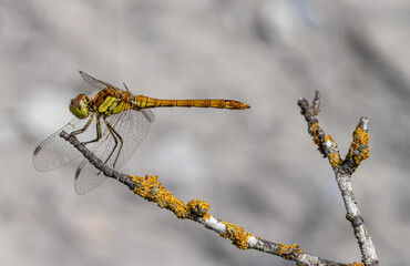 A green dragonfly on a branch. The Compressed Belly Is Striped. Sympetrum striolatum. Odonáta.