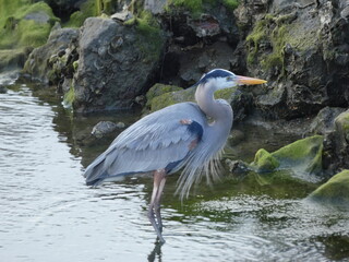 great blue heron