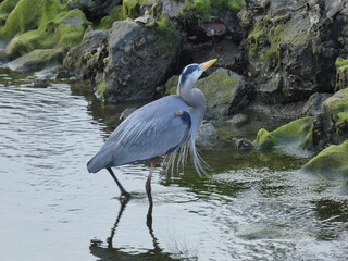 great blue heron