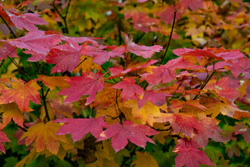 Vibrant autumn colored maple leaves.