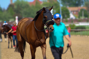 Obraz premium Racehorse being led by handler on the track back to the barns after winning race