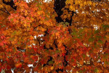 Beautiful autumn maple tree with vibrant multicolored leaves.