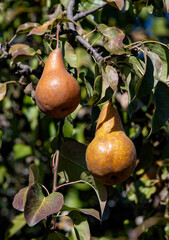 Close up of goldend bosc pears on the tree, surronded by purple, green, and yellow leaves.
