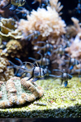 Fish and marine fauna at the Genoa aquarium