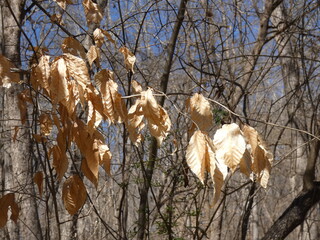 autumn leaves in the wind