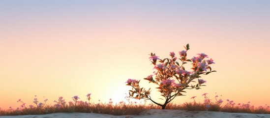 Sunny morning blooms on a plump plant