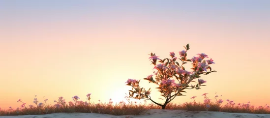 Foto op Plexiglas Sunny morning blooms on a plump plant © AkuAku