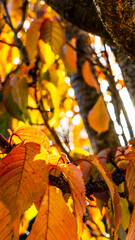 Autumn sunbeams peeking through the colorful leaves