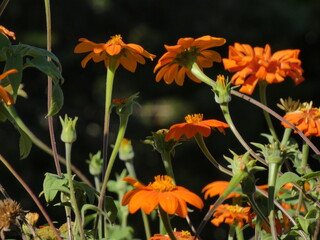 orange flowers in the garden