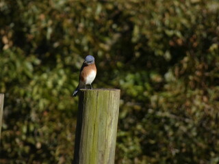 bird on a fence