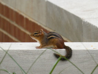 squirrel on a bench