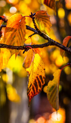 Autumn sunbeams peeking through the colorful leaves