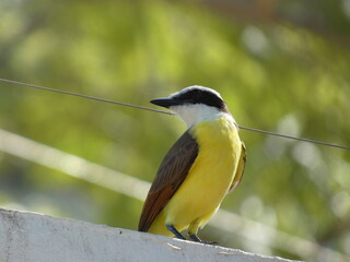 great spotted yellow bird