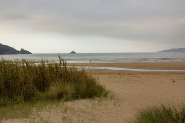 beach seen from the forest