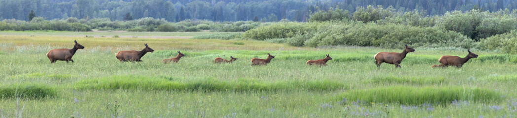 Elk Crossing Meadow