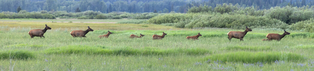 Fototapeta premium Elk Crossing Meadow