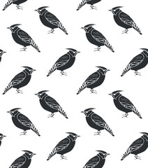Vector seamless pattern of hand drawn doodle sketch black waxwing bird isolated on white background
