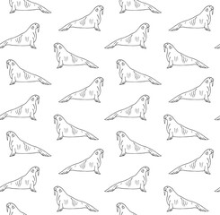 Vector seamless pattern of hand drawn doodle sketch walrus isolated on white background